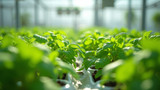 Hydroponic solutions supply necessary micronutrients