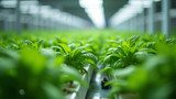 Hydroponics allows for precise monitoring of nutrient uptake