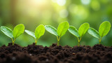 Soil-based plants grow optimally with the right conditions