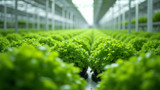 Hydroponic nutrient management is challenging