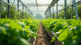 Climate control is necessary for hydroponic gardens