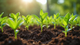 Poor soil quality hinders plant growth in community gardens