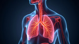 Reduced lung movement causes minimal air release sounds