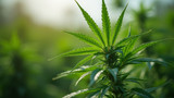 Hemp cultivation should be regulated by state laws