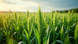 Large-scale biomass farming reduces crop yields drastically