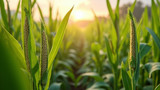 Animal feed production is often linked to soybean cultivation